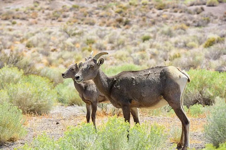 Two bighorn sheep standing in a desert landscape near the flats
